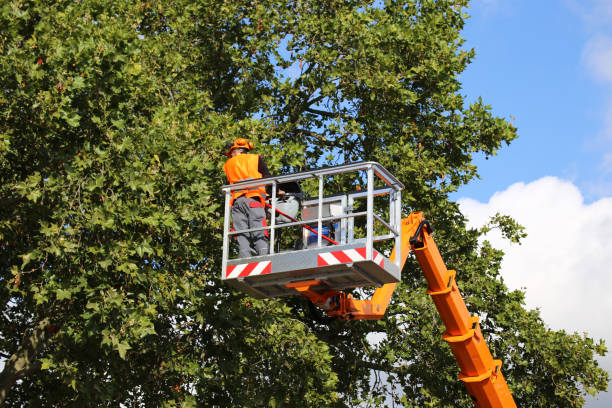 Tree and Shrub Care in Altamonte Springs, FL