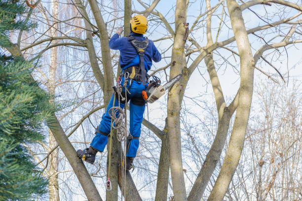 Professional Tree Care Services in Altamonte Springs, FL